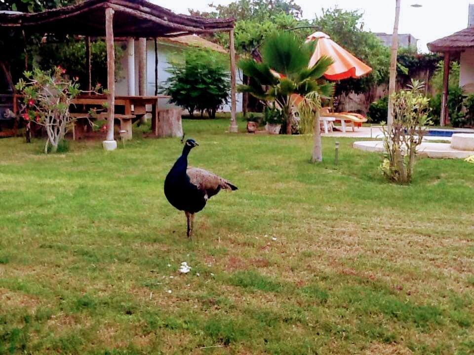 Jardin D'Afrique Hotel Saly Portudal Phòng bức ảnh