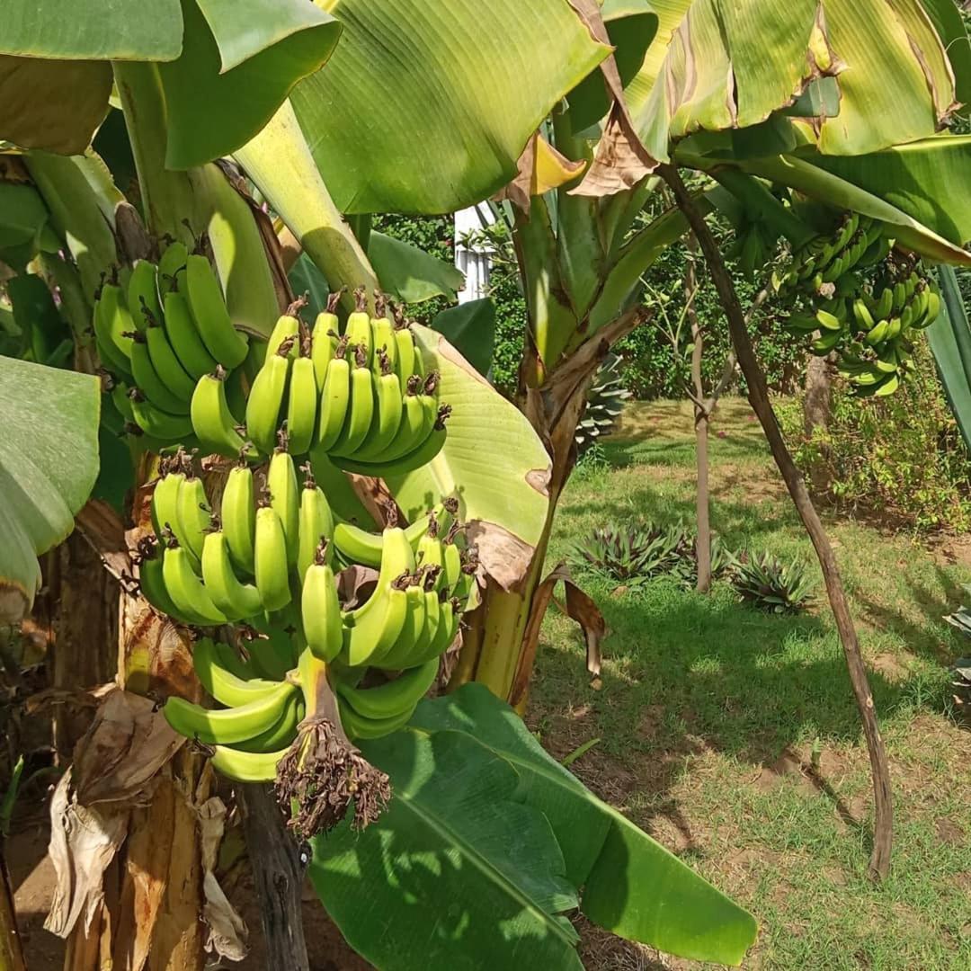 Jardin D'Afrique Hotel Saly Portudal Phòng bức ảnh